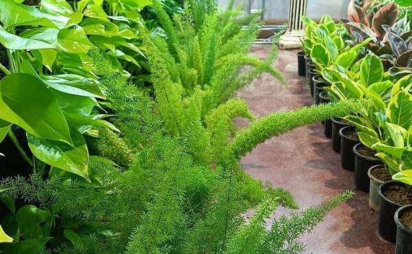 یازدهمین نمایشگاه گل و گیاه، صنایع دستی و سوغات اقوام ایرانی در اصفهان