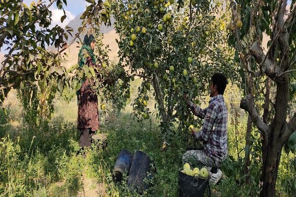 فصل زیبای پاییز در شهر بار نیشابور 
