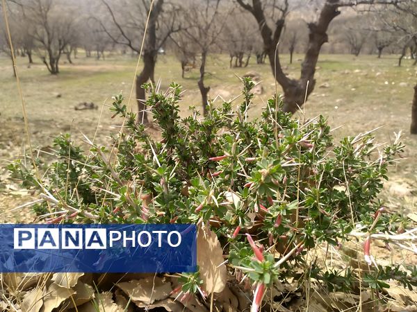 سیزده بدر، نقاشی رنگارنگ طبیعت را بر بوم تصاویر رقم زد