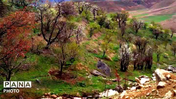 قلعه‌تک در اردیبهشت؛ جادوی باران و شکوفه