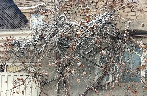 بارش دل‌انگیز برف‌ در اولین روزهای بهمن ماه