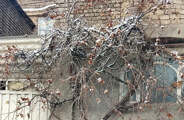 بارش دل‌انگیز برف‌ در اولین روزهای بهمن ماه