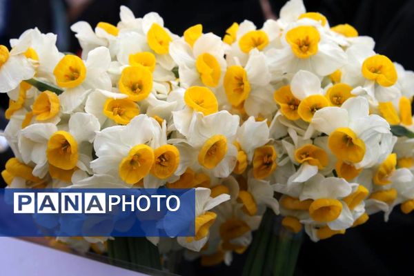 شادپیمایی خانوادگی جشن نیمه شعبان در قم