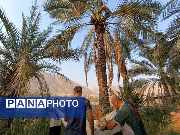 برداشت خرما در شهر رویدر 