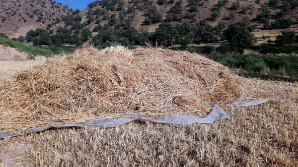 برداشت گندم در روستای بیدله