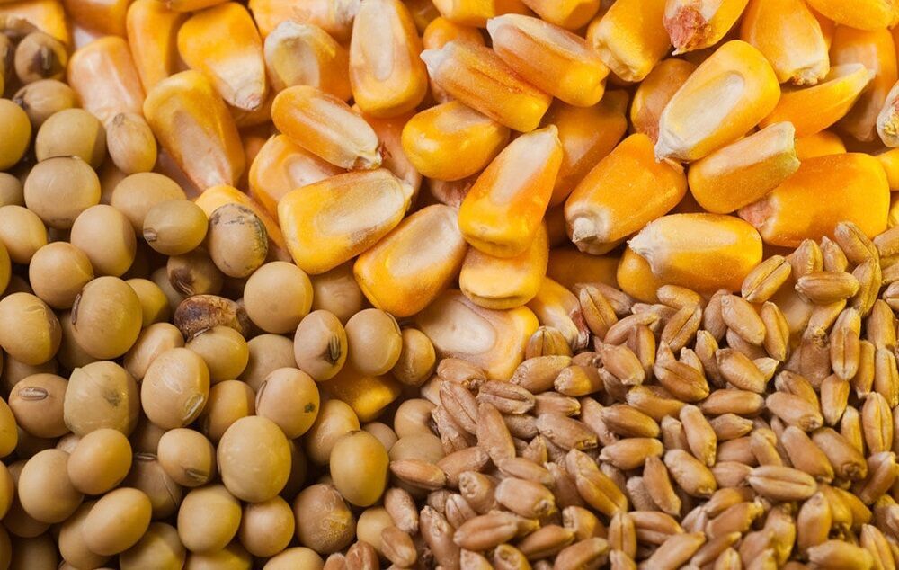 وضعیت مطلوب ذخایر کالاهای اساسی کشور/ نهاده‌های دامی تا پایان شهریورماه تامین است