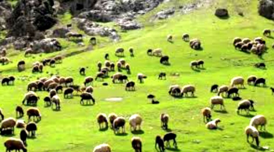 ترکیب خاک و آب در مزرعه؛ کشاورز باسابقه، پرورش ماهی را در کنار کشت یونجه آغاز کرد