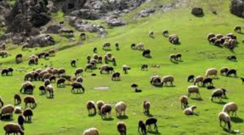 ترکیب خاک و آب در مزرعه؛ کشاورز باسابقه، پرورش ماهی را در کنار کشت یونجه آغاز کرد