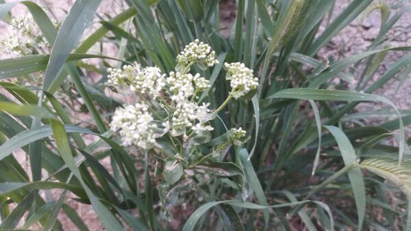منظره زیبای بهاری در سربیشه