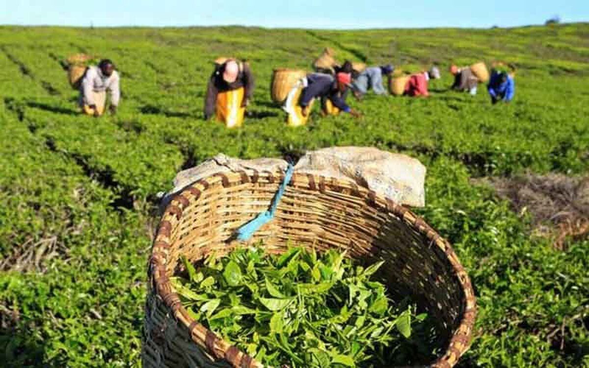 آمادگی سازمان چای برای انعقاد قرارداد فروش برگ سبز با کارخانجات
