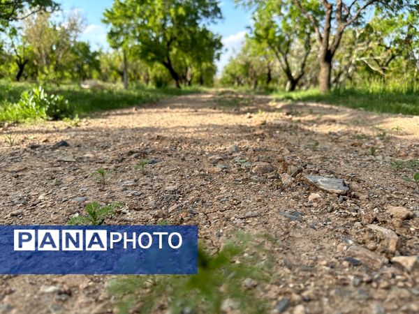 طبیعت هم با آمدن بهار زیبا شد 