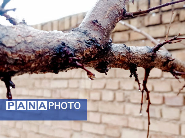 یک روز بارانی در لردگان 