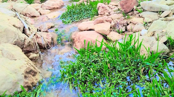 طبیعت بهاری، فرصتی برای سرزندگی روح 