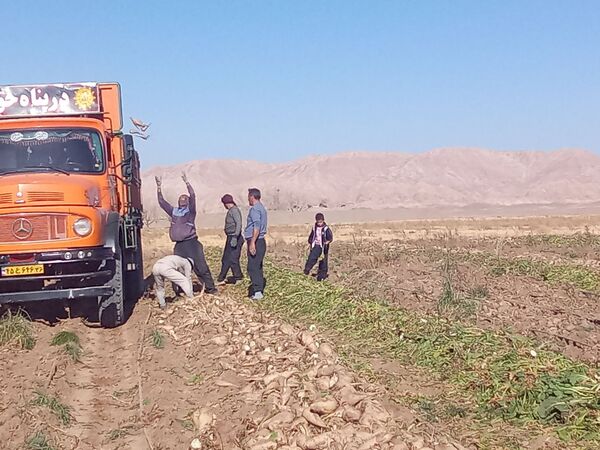 برداشت چغندر قند از مزارع دشت گل آغاز شد