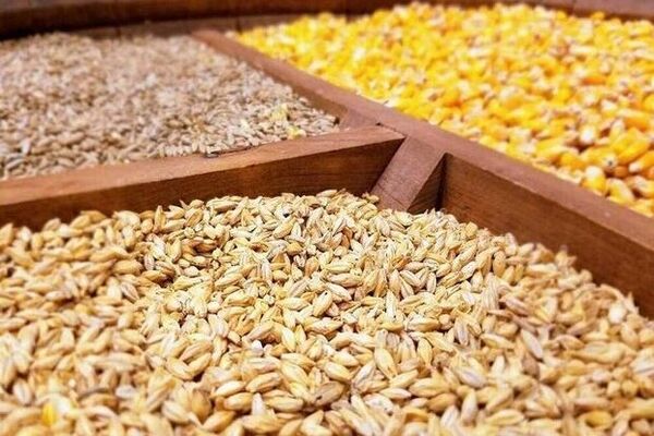 کمبود نقدینگی عاملی در مسیر تامین خوراک دام