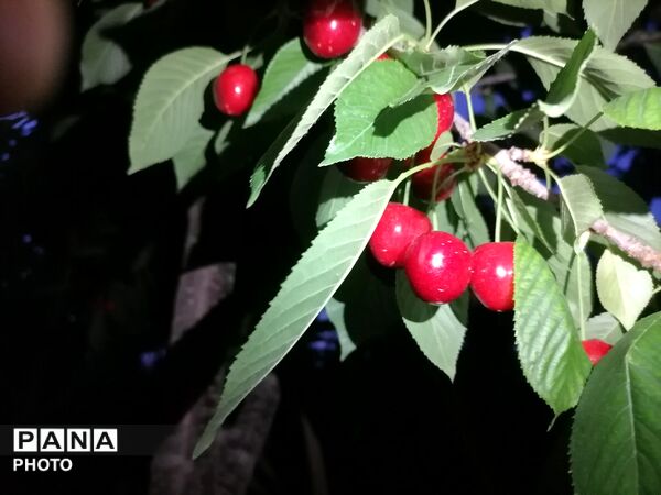 اینبار طبیعت زیبای شهر بار نیشابور در قاب پانا