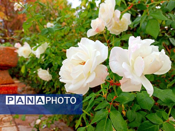 کاشمر در برگریزان پاییز