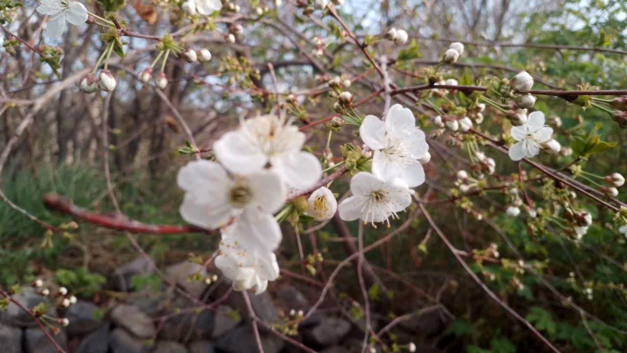 منظره زیبای بهاری در سربیشه