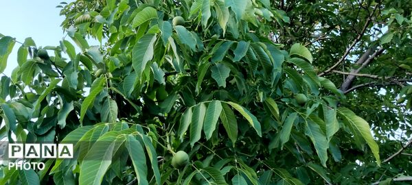  زیبایی های طبیعت باغ های روستای صومعه 
