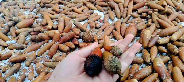 بارش برف در میانکوه 