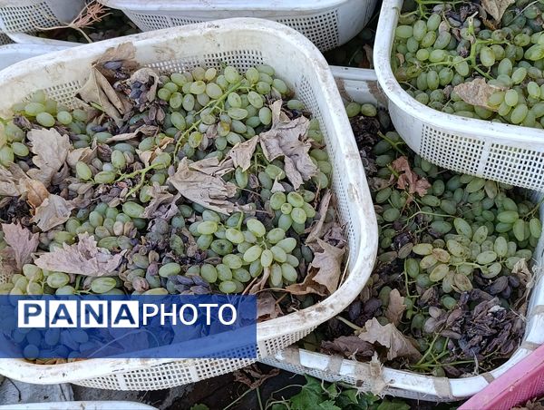 خسارت چند میلیارد تومانی چاه‌های موتور به باغات انگور