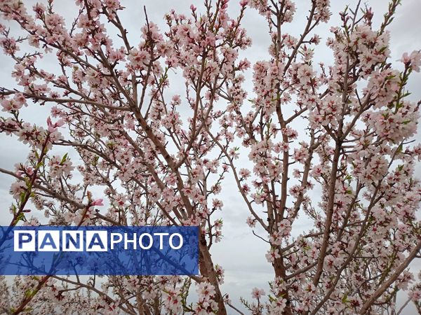 شکوفه‌ درختان، آمدن بهار را مژده می‌‌دهند