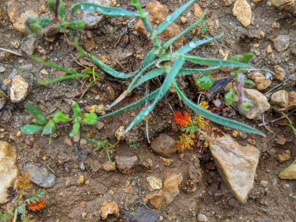 طبیعت زیبای میانکوه 