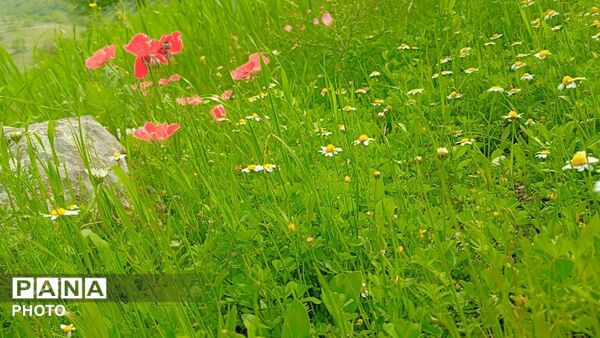 شکوفه‌های بهاری در بلندای زاگرس