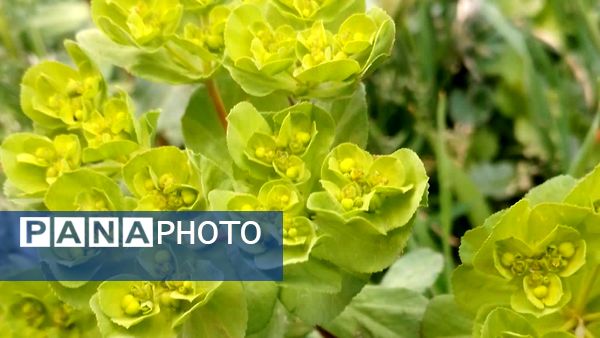 منظره زیبای بهاری در سربیشه