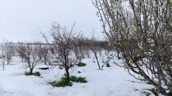 مناظر زیبای باغات روستای بوژمهران پس از بارش برف بهاری ۲۰ سانتیمتری 