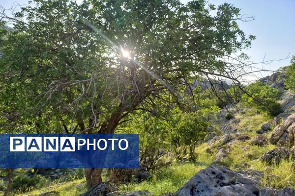 جلوه‌های بهاری طبیعت یاسوج