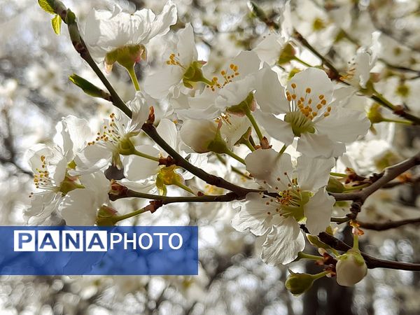 شکوفه‌های بهاری بر قامت درختان ‌