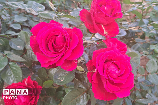 گل‌های زیبای بهاری