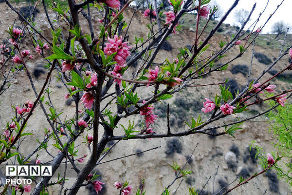 طبیعت روستای بیدله به هنگام بهار