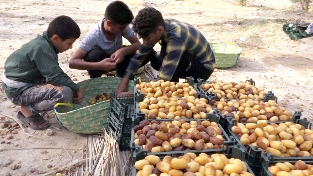 برداشت رطب از نخلستان‌های دالکی دشتستان 