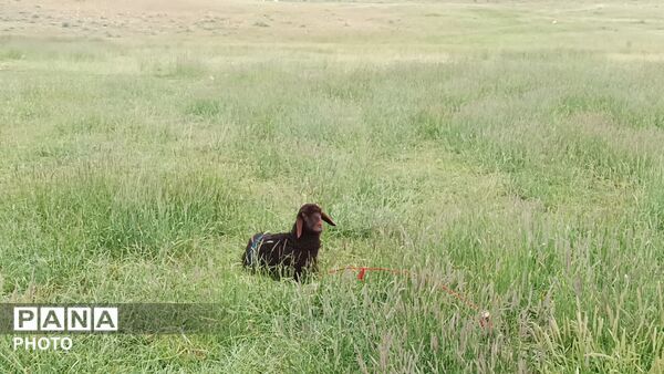 زندگی عشایری مردم شهر بار در کوه های بینالود