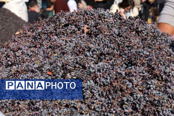 دومین جشنواره زرشک سیاه در روستای تیل شهرستان شبستر