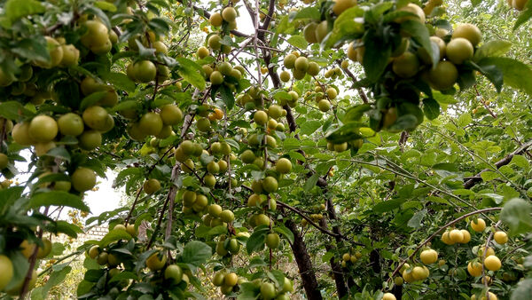 جلوه‌هایی از طبیعت تابستانی خلجستان و جعفرآباد قم