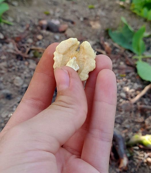 مارکده، سرزمین طلایی بادام و گردو؛ گنجینه‌ای از طعم و سنت در دل سامان