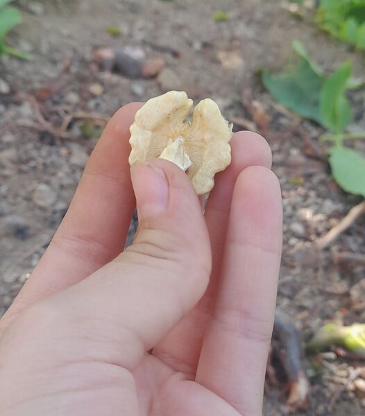 مارکده، سرزمین طلایی بادام و گردو؛ گنجینه‌ای از طعم و سنت در دل سامان