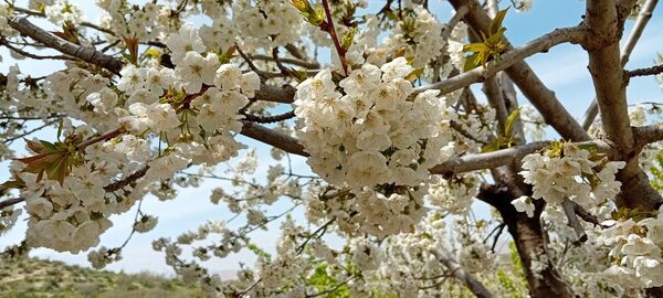 شکوفه‌های بهاری در شهرستان سملقان