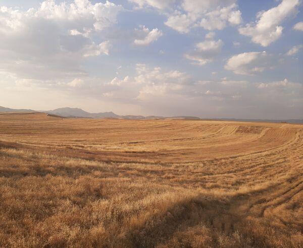  آغاز برداشت گندم از مزارع شهرستان هلیلان 
