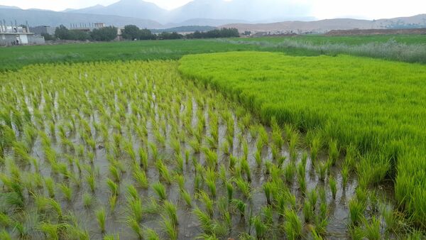 برنج‌کاری در لردگان؛ نماد زندگی و فرهنگ محلی