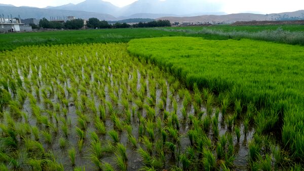 برنج‌کاری در لردگان؛ نماد زندگی و فرهنگ محلی