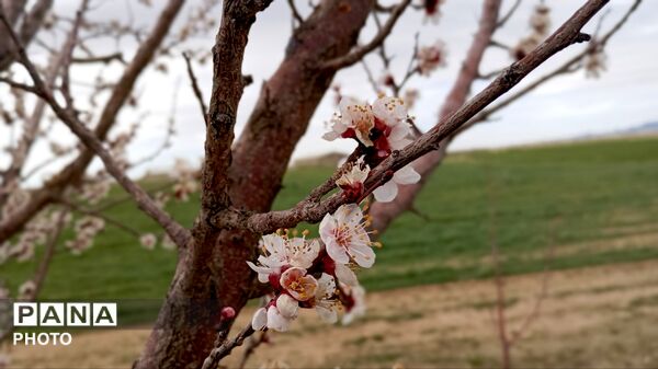 دیوزند؛ تابلوی زنده بهار در کردستان