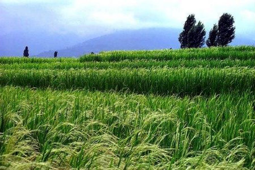 خشکبیجار؛ شهر ساحل‌های طولانی