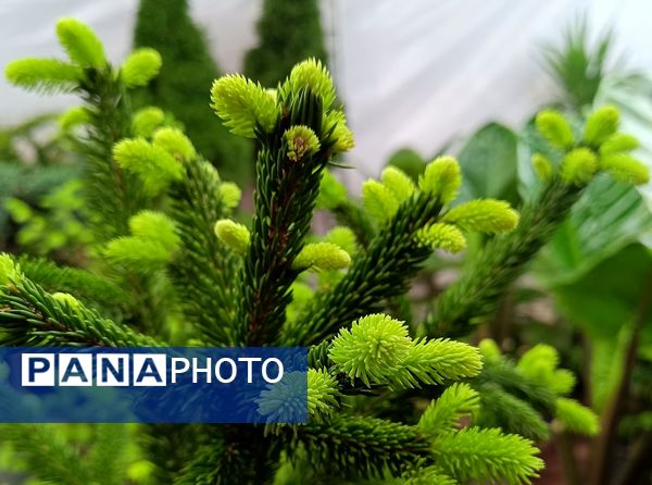 یازدهمین نمایشگاه گل و گیاه، صنایع دستی و سوغات اقوام ایرانی در اصفهان