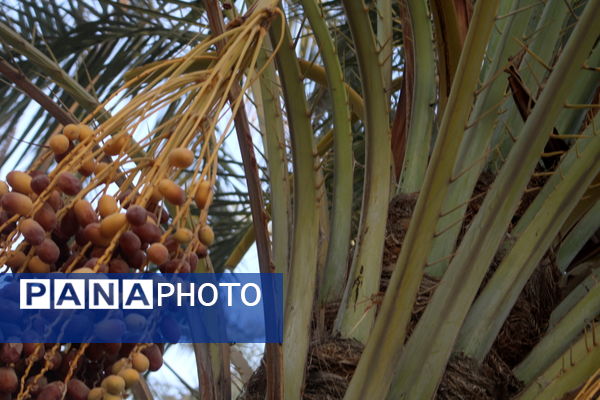 برداشت خرما در منطقه آبپخش