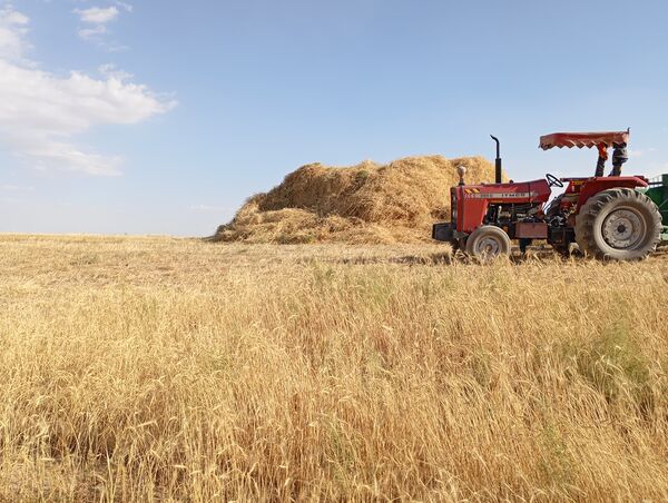 گندم، یکی ازمحصولات کشاورزی در روستای گزکوه 