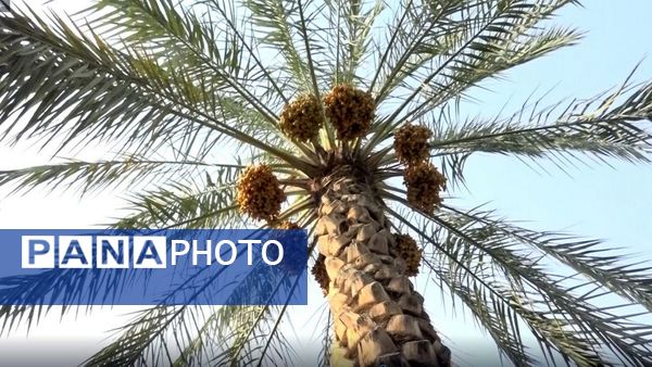 برداشت رطب از نخلستان‌های دالکی دشتستان 